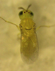 Aphytis