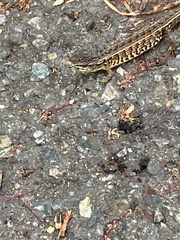 Elgaria coerulea coerulea