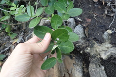 Mystroxylon aethiopicum