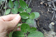 Mystroxylon aethiopicum