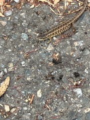 Elgaria coerulea coerulea