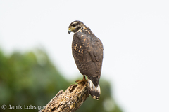 Buteogallus