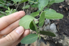 Mystroxylon aethiopicum