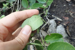 Mystroxylon aethiopicum