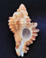 Chicoreus florifer