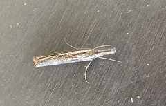 Pyraloidea