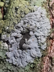 Physcia caesia