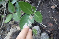 Mystroxylon aethiopicum