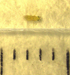 Aphytis