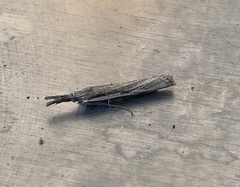 Pyraloidea