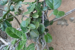 Mystroxylon aethiopicum