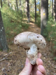 Tricholoma caligatum