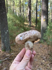 Tricholoma caligatum