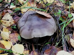 Clitocybe nebularis