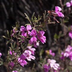Indigofera pilgeriana