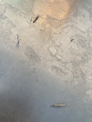 Pyraloidea