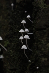 Mycena tenerrima