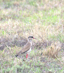 Vanellus coronatus