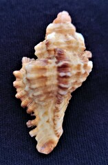 Chicoreus florifer