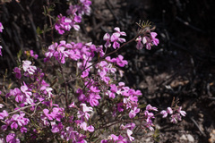 Indigofera pilgeriana
