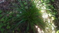 Carex sylvatica