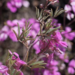Indigofera pilgeriana
