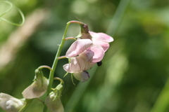Lathyrus sylvestris