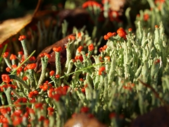 Cladonia macilenta