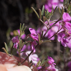 Indigofera pilgeriana