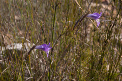 Gladiolus atropictus