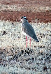 Vanellus coronatus