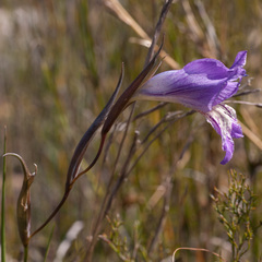 Gladiolus atropictus