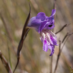 Gladiolus atropictus