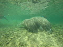 Trichechus manatus latirostris