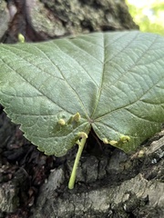 Eriophyes tiliae