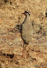 Vanellus coronatus
