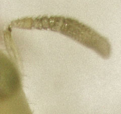 Aphytis