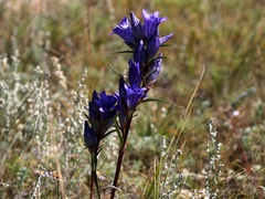 Gentiana decumbens