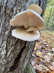 Hypsizygus