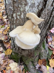Hypsizygus