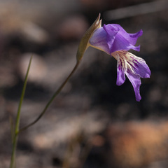 Gladiolus atropictus