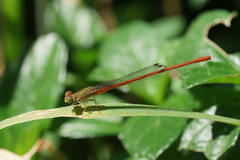Ceriagrion aeruginosum