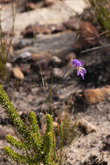 Gladiolus atropictus