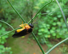 Pachylostictinae