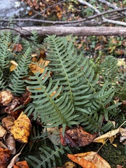 Polypodium appalachianum