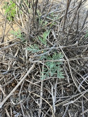 Eschscholzia californica