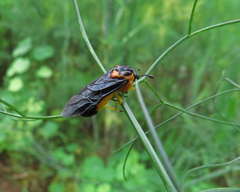 Pachylostictinae