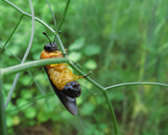 Pachylostictinae