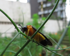 Pachylostictinae