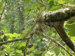 Tillandsia schiedeana